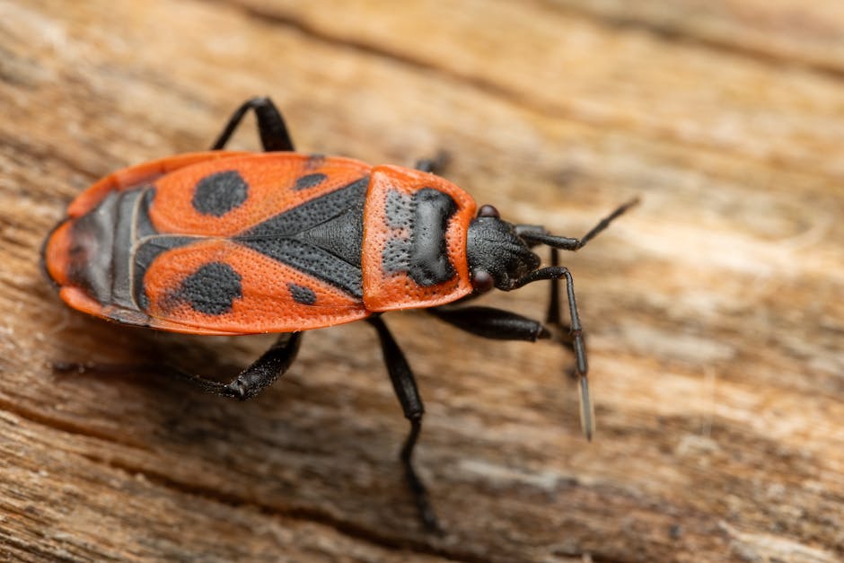 Effective Strategies for Bedbug Extermination