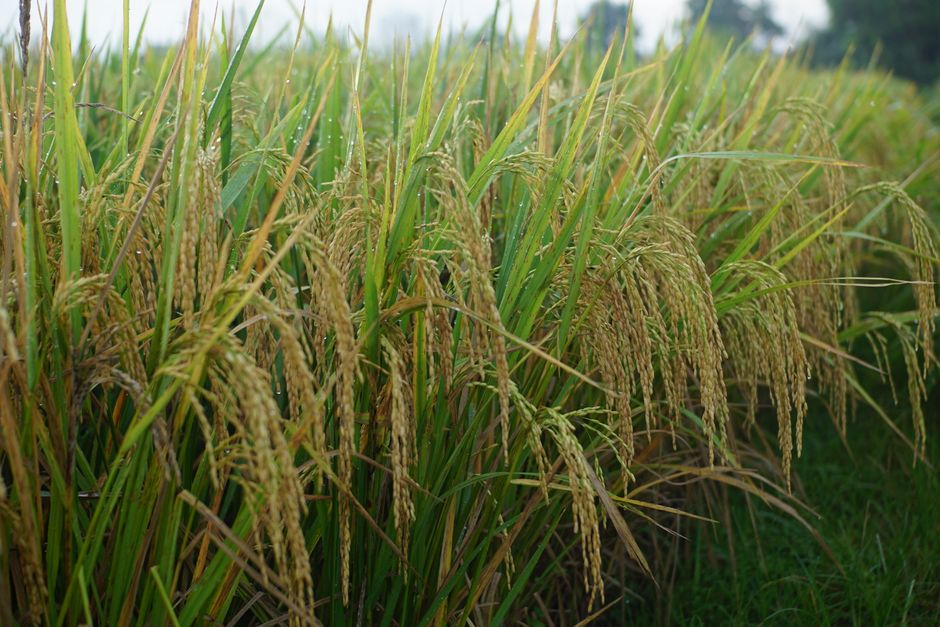 La importancia de los suministros agrícolas orgánicos en la agricultura moderna