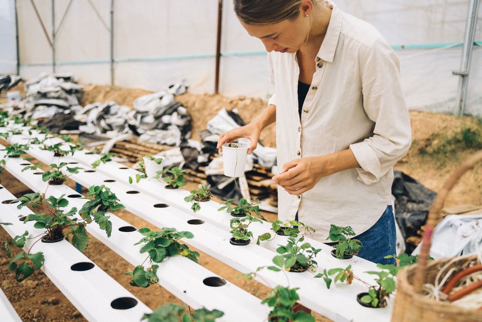 Exploring the World of Aquaponics Kits for Sustainable Gardening