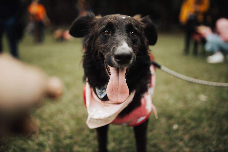 犬のしつけ教室で愛犬と絆を深める方法