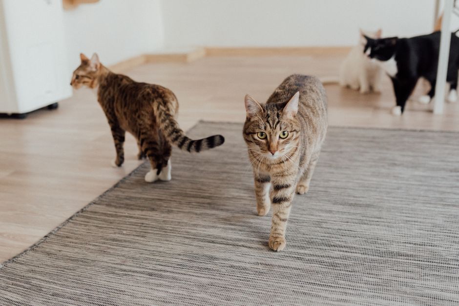 The Ultimate Guide to Choosing a Pet Boarding Facility