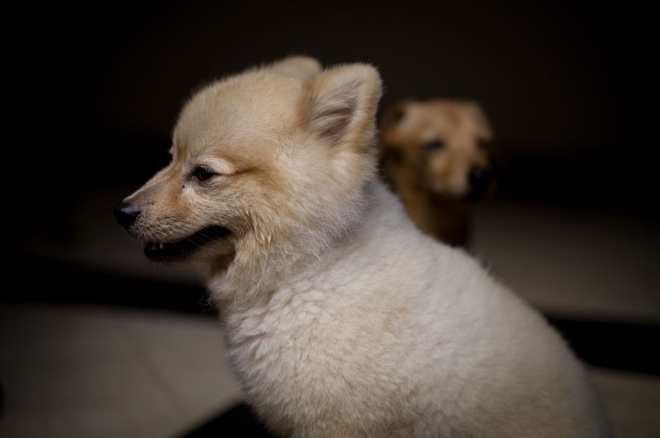 Cómo encontrar la mejor peluquería canina cerca de ti
