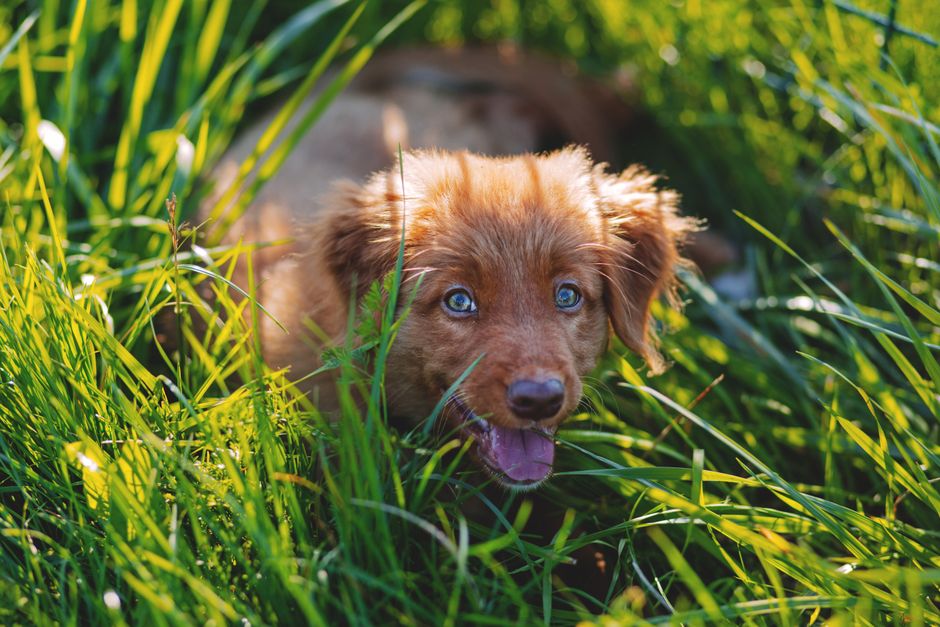 Descubre cómo encontrar un criador de cachorros cerca de ti