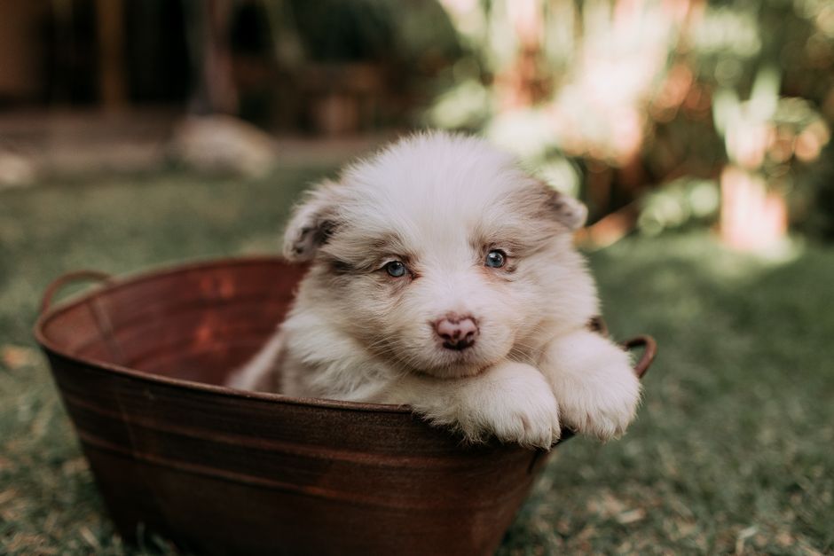 Encuentra un criador de cachorros cerca de ti