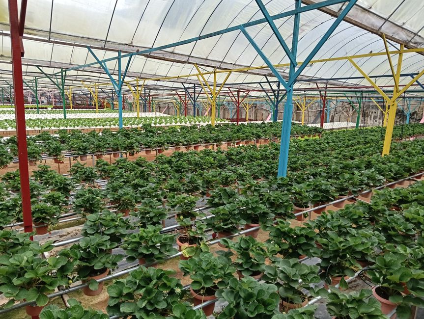 Essential Greenhouse Equipment for Successful Gardening