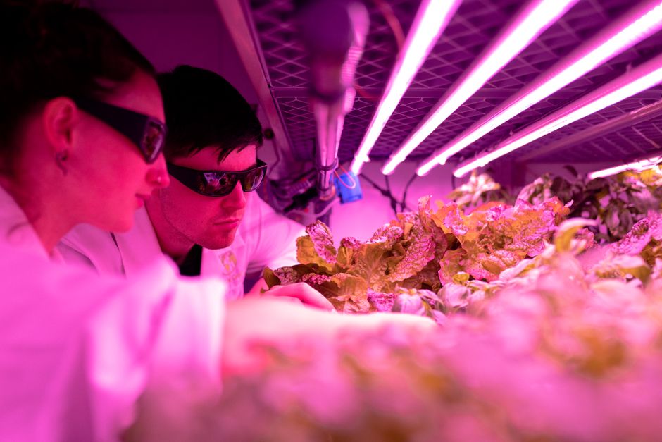 Revolutionizing Agriculture: The Future of Vertical Farming